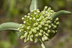 Green comet milkweed